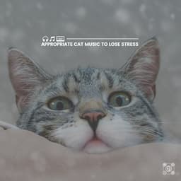 Appropriate Cat Music to Lose Stress - Music for Cats Peace