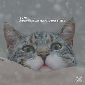 Appropriate Cat Music to Lose Stress - Music for Cats Peace