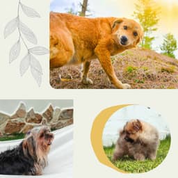 Backdrop for Sweet Dogs - Glorious Piano - Dog Music Waves