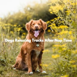 Dogs Relaxing Tracks After Nap Time - Thursday Morning Jazz Playlist