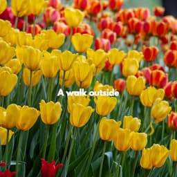 A walk outside - Smooth Dinner Jazz Group