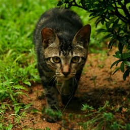 Rain Melody and Binaural Crickets: Gentle Soundscapes for Cats - Rain Sounds Factory STHLM