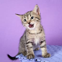 Meow Melodic Magic: Serene Ambient Music Cat Serenades - Spirit Minds