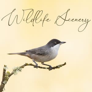 Wildlife Scenery: Nature Soundscapes, Calming Noises of Nature, Relaxation Music - Close to Nature Music Ensemble