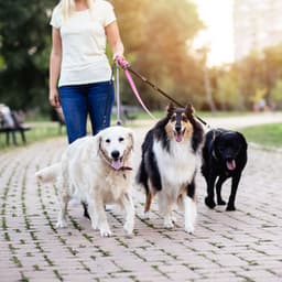 Melodic Dog Adventures: Nature's Chill Ambience for Joyful Walks - Northerly Nature