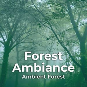 Forest Ambiance - Ambient Forest