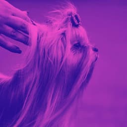 Jazz Guitar - Bgm for Roaring Pups - Puppy Music