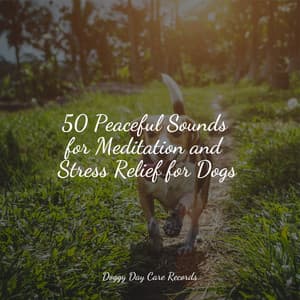 50 Peaceful Sounds for Meditation and Stress Relief for Dogs - Dog Music
