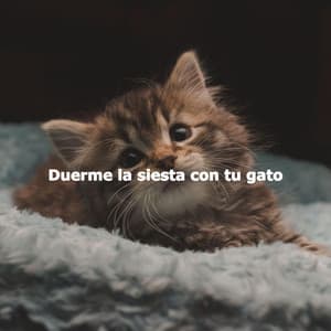 Duerme la siesta con tu gato - Jazz Cafe Bar Girls