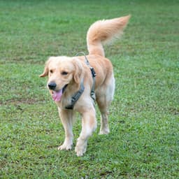 Gentle Lofi Woof: Reflective Soundscapes in Wagging Dog Moments - LOFI RADIO