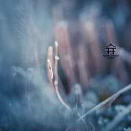 Silent Currents of Being - Ageless Tibetan Temple