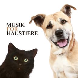 Musik für Haustiere: Beruhigende Schlafmusik für Haustiere, Stressabbau, Beruhigung - Entspannende Haustier Akademie