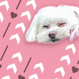 Spaw Day - Soothing Dog Sounds