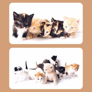 Feelings for Cat Training Time - Soothing Cat Music