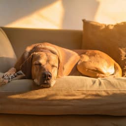 Orquesta Para Perros: Melodías Calmantes Para Compañeros - Bertie Lambert