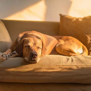 Orquesta Para Perros: Melodías Calmantes Para Compañeros - Bertie Lambert