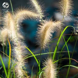 Piano in Evening's Soft Glow - Mystic Nature