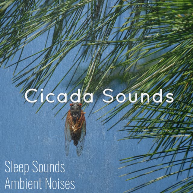 Cicada Sounds - Sleep Sounds Ambient Noises