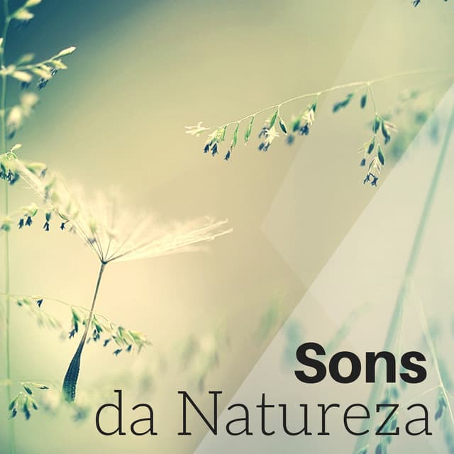 Sons da Natureza - Paz de Espirito, Serenidade Interior e Equilíbrio para Meditação Asiática - Meditação Clube