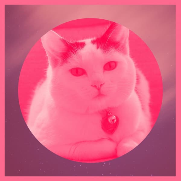 Background Music for Cute Kitten - Cat Relax