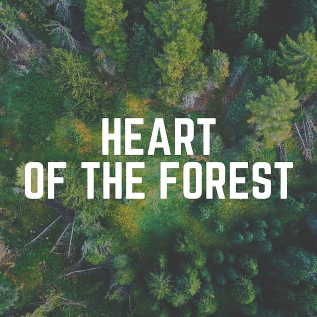Heart of the Forest - Organic Nature Sounds