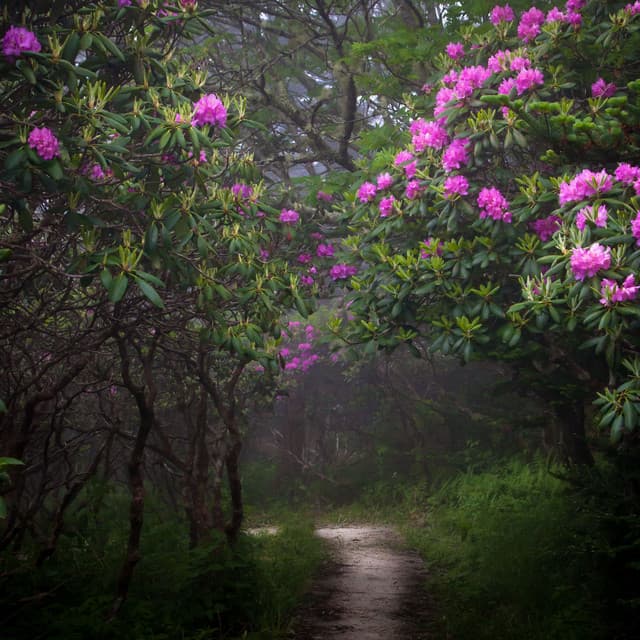 Enchanted Rainfall: Ethereal Music from the Sky - Rain and Chill
