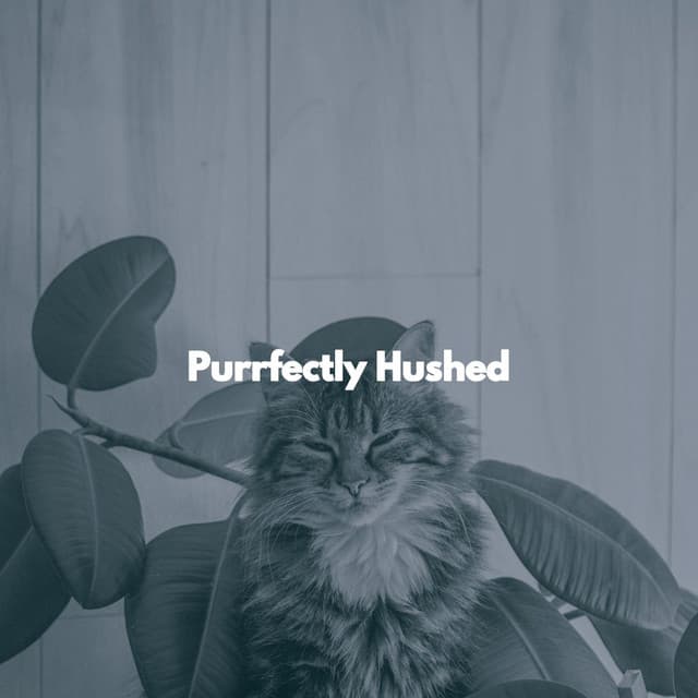 Purrfectly Hushed - Cat Music Relaxation