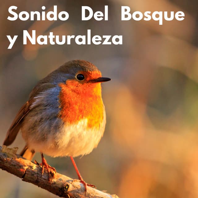 Sonido Del Bosque y Naturaleza - Sonidos Naturales del Pajaro
