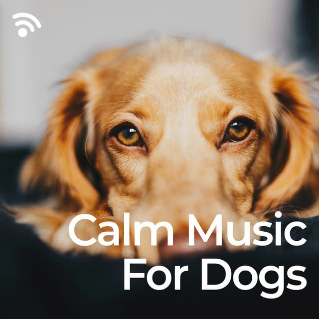 Calm Music for Dogs - The Dog Relaxer