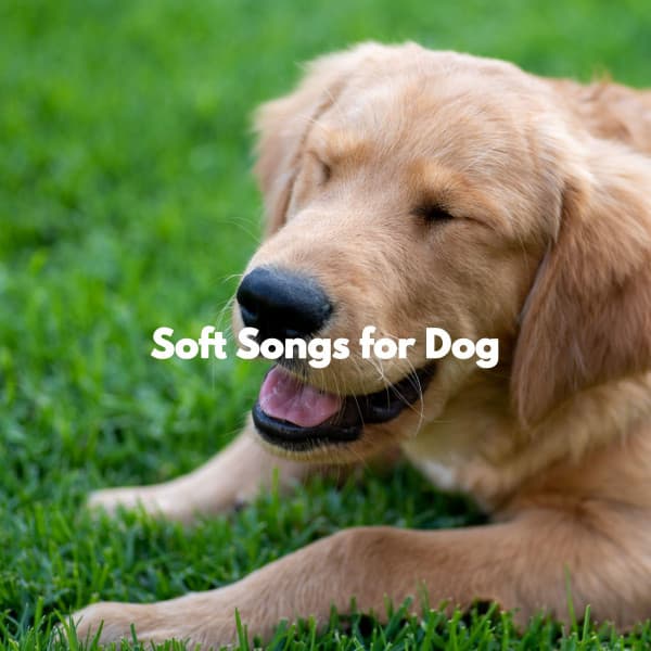Soft Songs for Dog - Cafe Restaurant Music