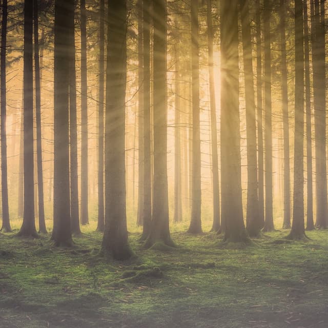 Wandering in the Mist - Woodland Friends