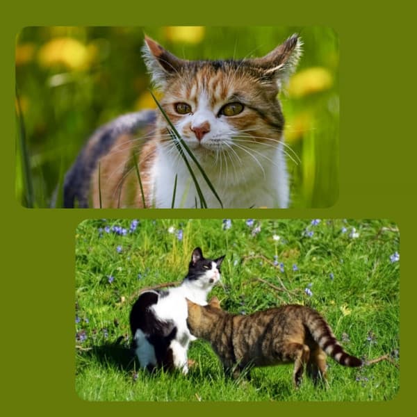 Wicked Ambiance for Nocturnal Cats - Cat Music Studio