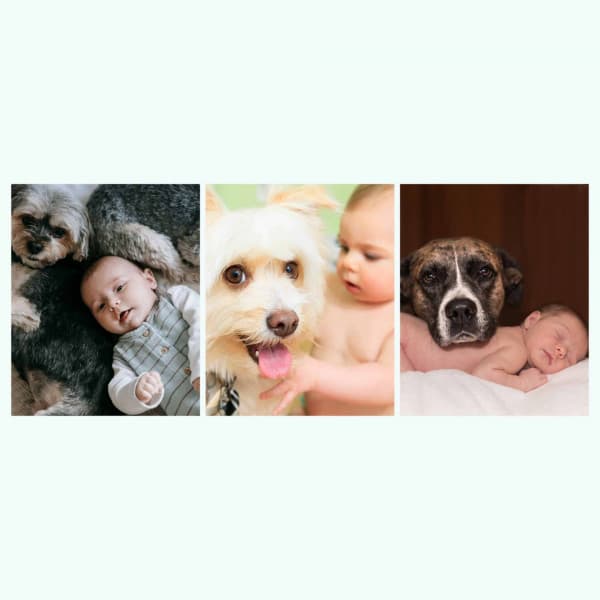 Backdrop for Doggy Bedtime - Smooth Jazz - Dog Sleep Dreams