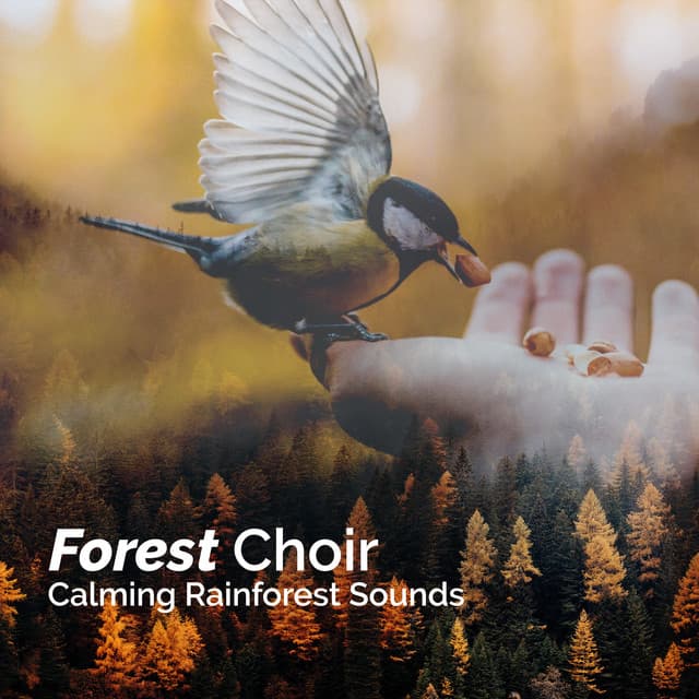Forest Choir - Calming Rainforest Sounds