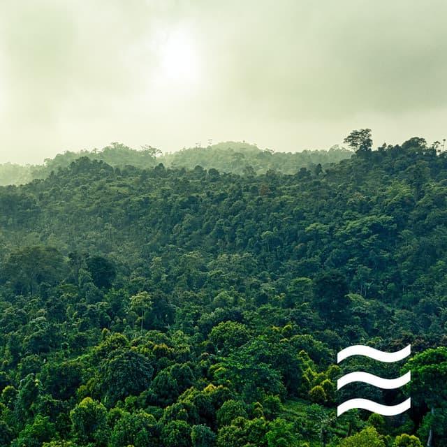 Ruidos suaves y suaves del cenador ASMR - Mejores Sonidos ASMR