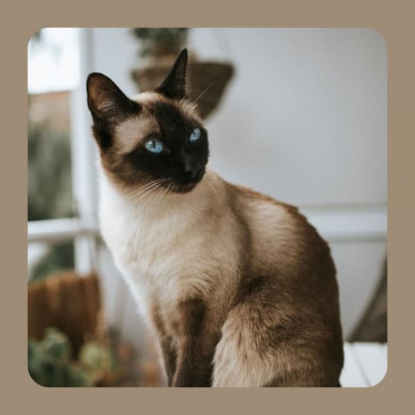 Majestic Music for Unwinding Kittens - Jazz Quintet - Cat Music Relaxation