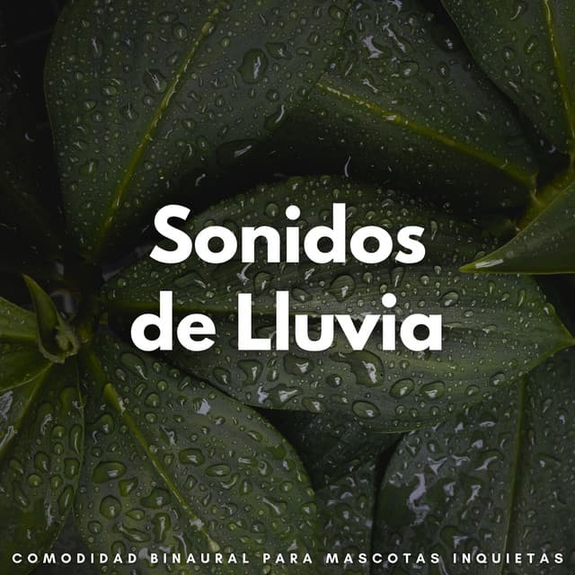 Sonidos De Lluvia: Comodidad Binaural Para Mascotas Inquietas - Ruido de Lluvia