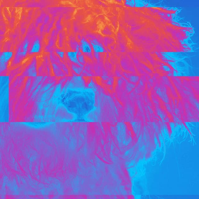 Quiet Trio Jazz - Background for Puppy Mornings - Dog Sleeping Soundtracks Deluxe