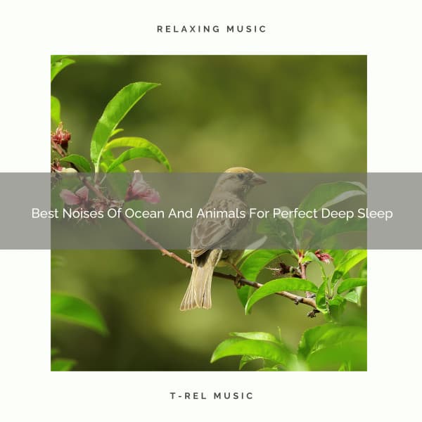 Best Noises Of Ocean And Animals For Perfect Deep Sleep - The Noise Project