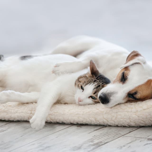 Dreamtime Harmonies for Peaceful Pets - Pilates Studio