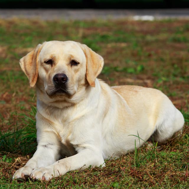 Melodic Woofs: Ambient Tones for Calming Dogs - Calming Dog Music