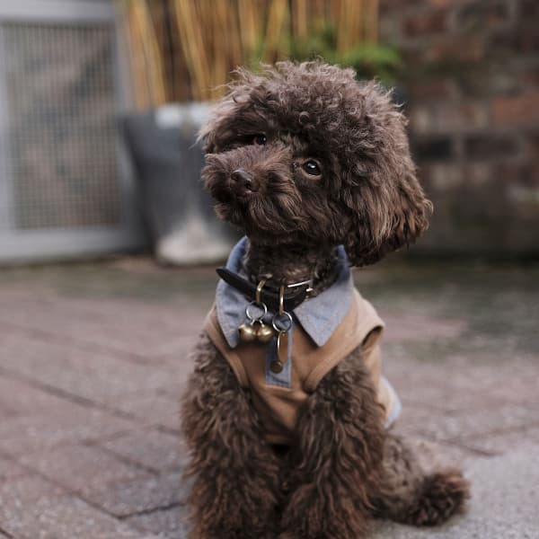 Music for Midsummer Pups - Good Dog Music