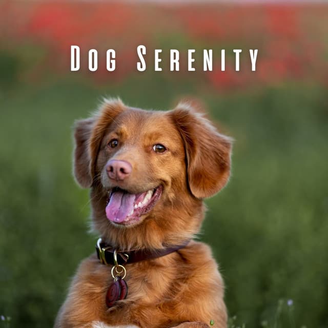 Dog Serenity: Chill Music for Happy Tails - Elemental Samples