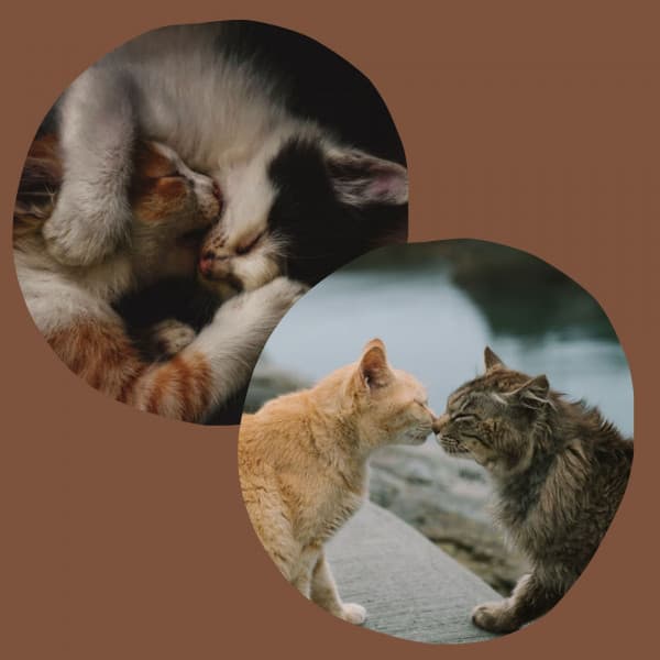 Smooth Jazz Guitar - Background Music for Morning Cat Food - Musica para Gatos