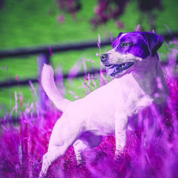 Cool Background for Jazzy Dogs - Relaxation Music For Dogs