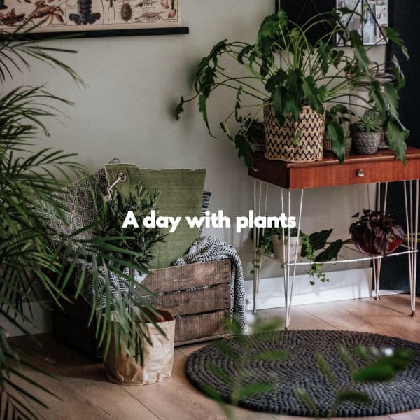 A day with plants - Soft Romantic Jazz