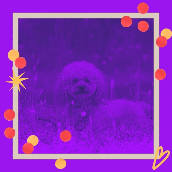 Music for Cute Dogs - Music for Dogs Playlist
