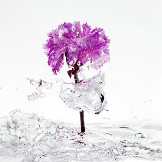 Fragrance of the Invisible - Cynthia Gard