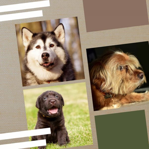 Music for Energetic Puppy - Music for Dogs Moments