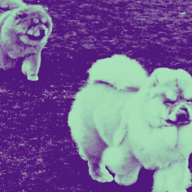 Bgm for Unwinding Pups - Relaxing Music for Dogs